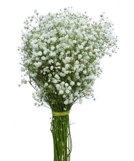 Baby's Breath, Greenville (SC) DIY & Bulk Flowers