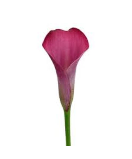 Calla Lily - Miniature