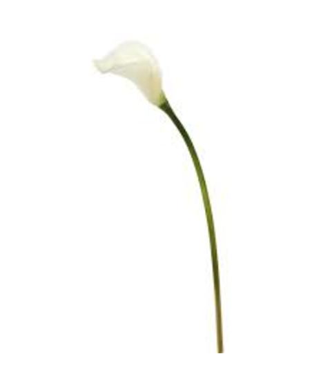 example of large white calla lily