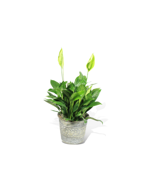 Renowned for its lush green leaves and striking white blooms, the Calm Oasis Peace Lily is featured in a metal pot and a white background