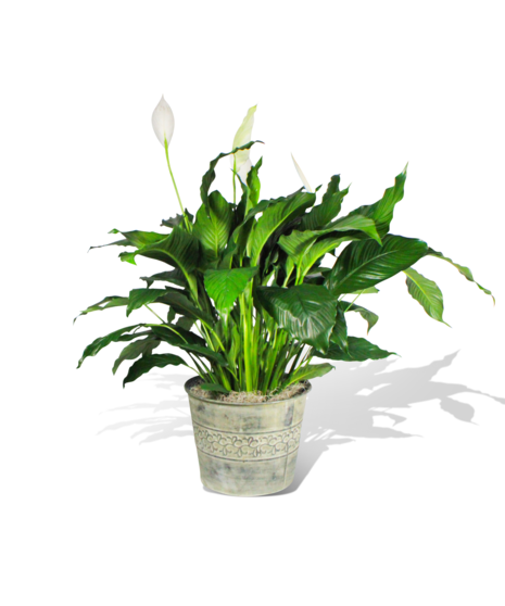 Renowned for its lush green leaves and striking white blooms, the Calm Oasis Peace Lily is featured in a metal pot and a white background