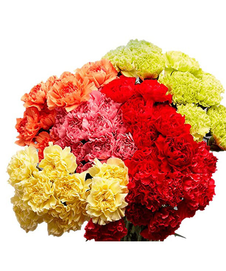 Cheap Bi-Color Spray Carnation Flowers