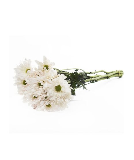 Daisy Mums