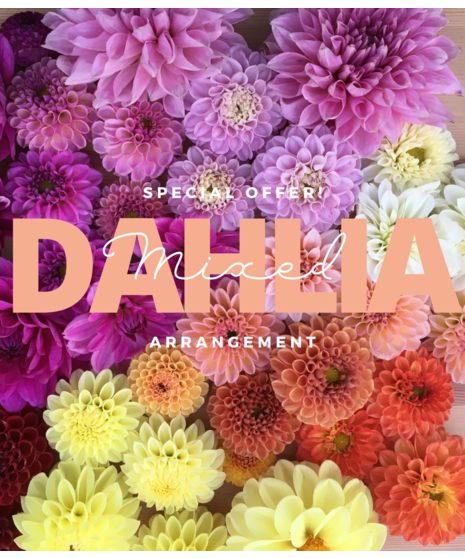 Dahlia Mixed Bouquet