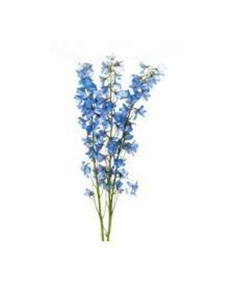 Delphinium - Blue