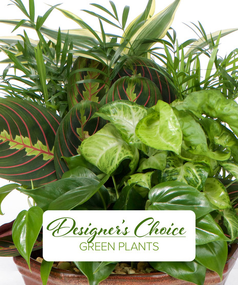 Green Plant Garden - Designer's Choice