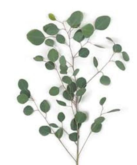 Eucalyptus - Silver Dollar