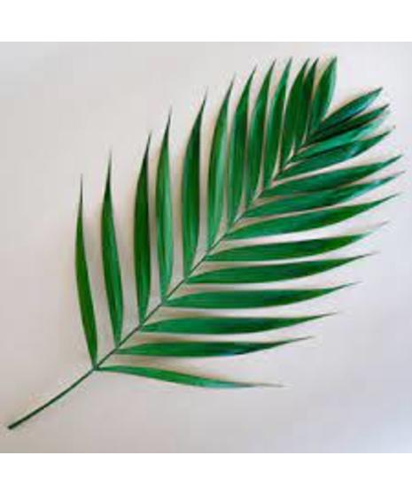 close up of emerald palm leave