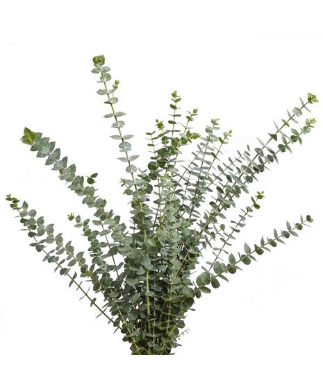 eucalyptus 