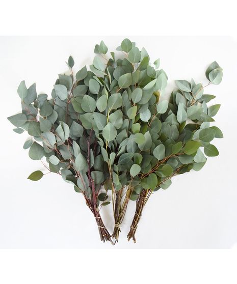 eucalyptus 