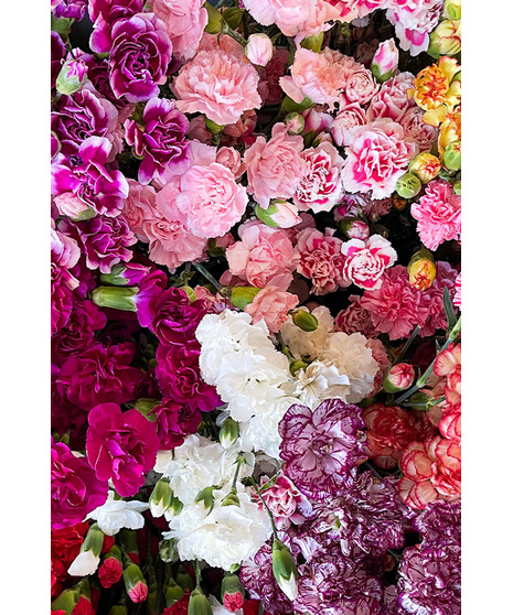 Carnations - Miniature