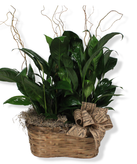 Peace & Hope Planter