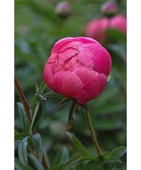 Peony