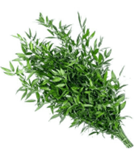Italian ruscus
