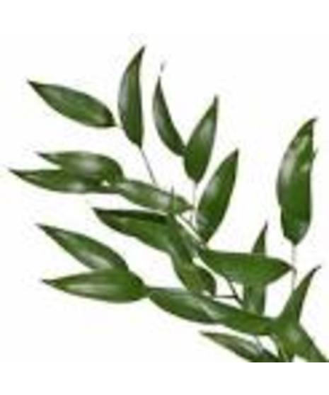 Ruscus - Italian