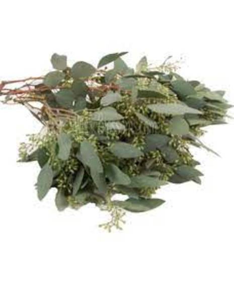 seeded eucalyptus