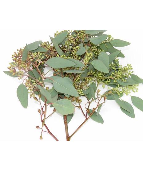 Eucalyptus - Seeded
