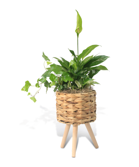 Elevated Botanica