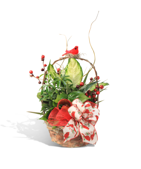 Festive Foliage